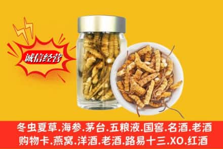 无棣县回收散虫草